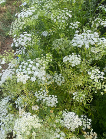 Ammi