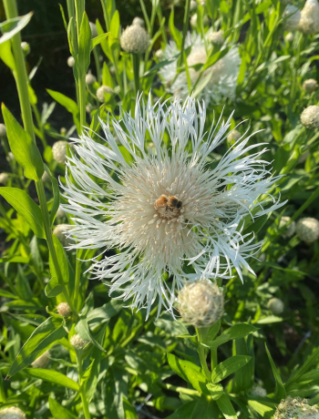 Basket Flower
