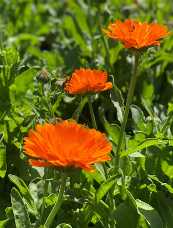 Calendula