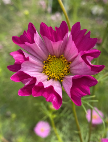 Cosmos