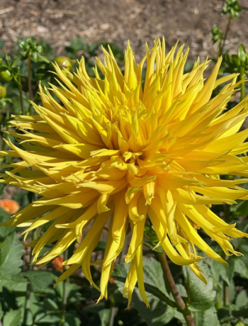 Dahlia