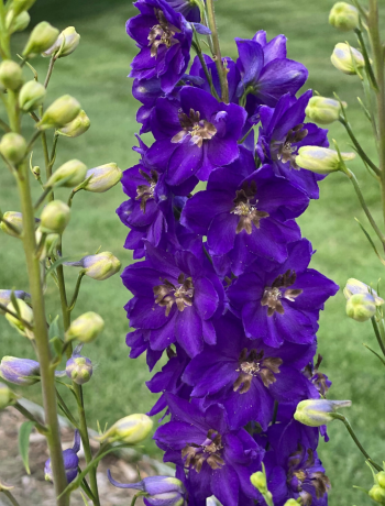Delphinium
