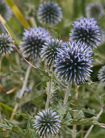 Echinops