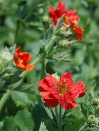 Geum