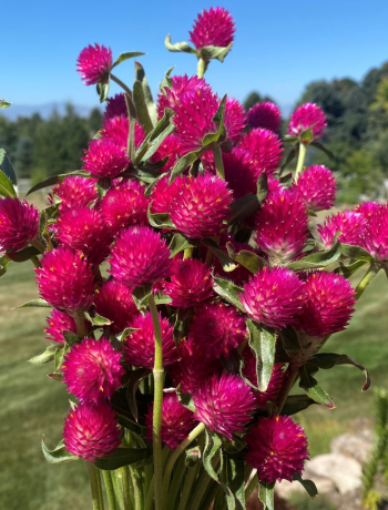 Gomphrena
