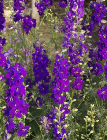 Larkspur