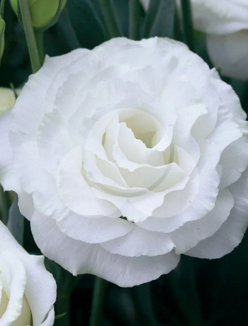 Lisianthus