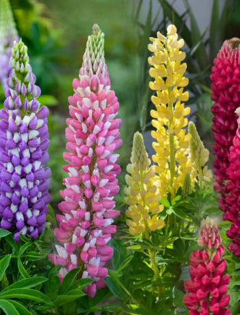 Lupine
