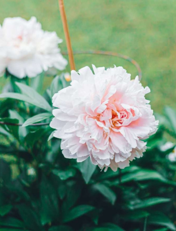 Peony