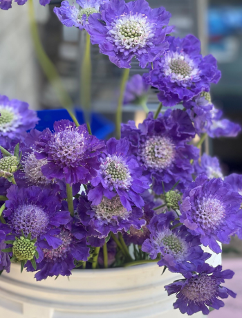 Scabiosa