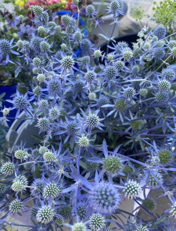 Sea Holly