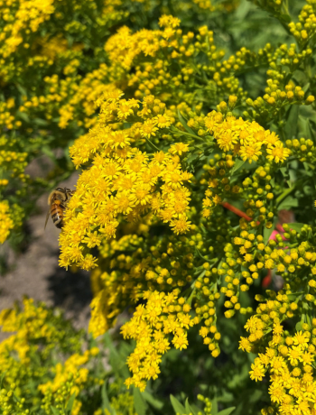 Solidago
