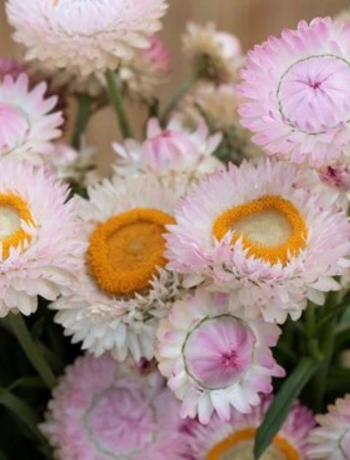 Strawflower