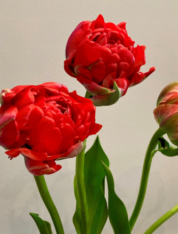 Tulip