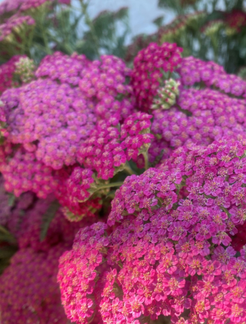 Yarrow