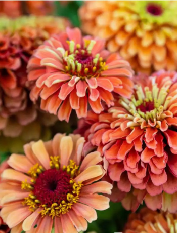 Zinnia